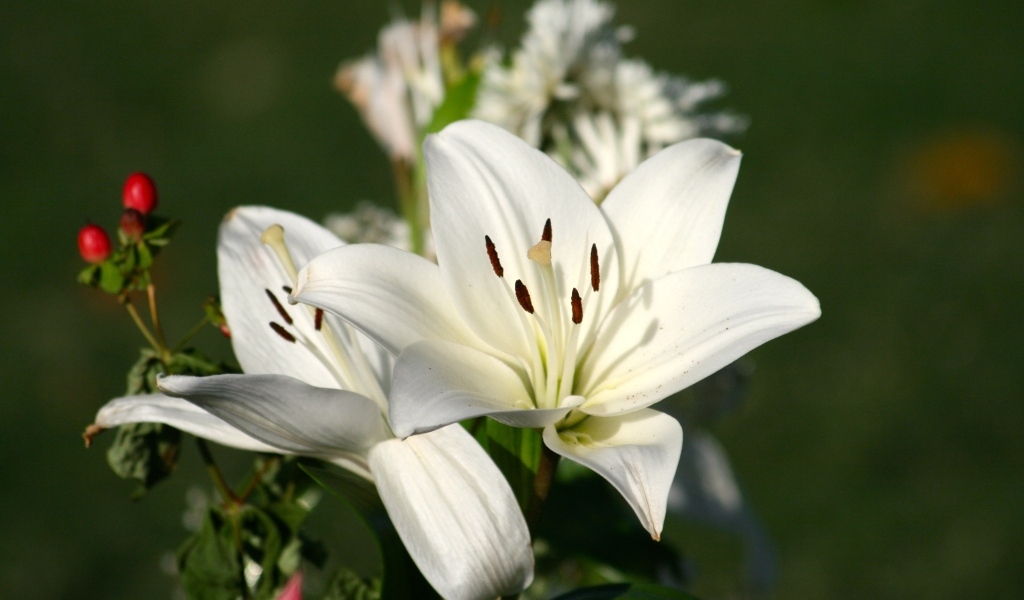 Две белые лилии крупным планом на клумбе