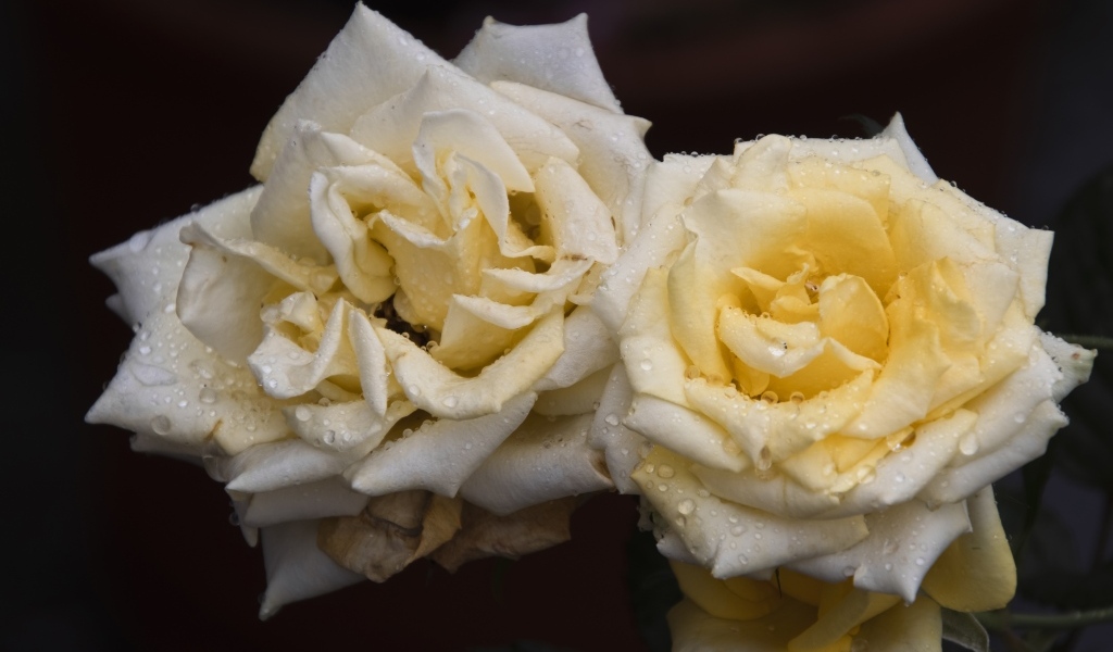 Две белые розы в каплях  росы на черном фоне