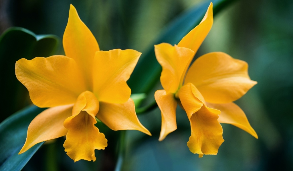 Два желтых нарцисса крупным планом