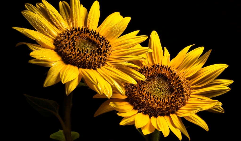 Два желтых подсолнуха на черном фоне