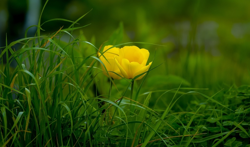 Два желтых тюльпана в зеленой траве