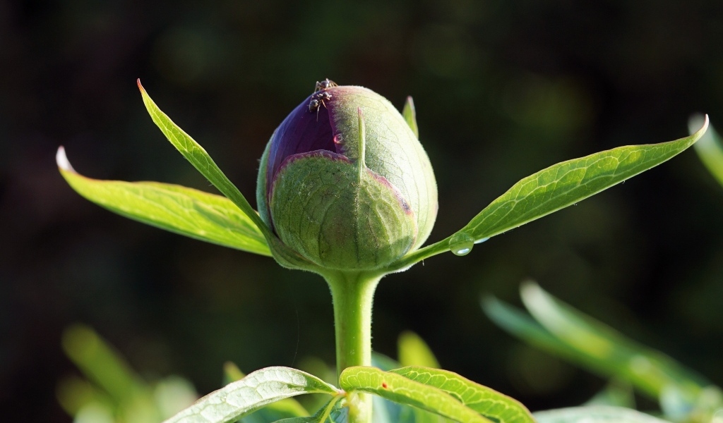 Нераспустившийся бутон пиона крупным планом