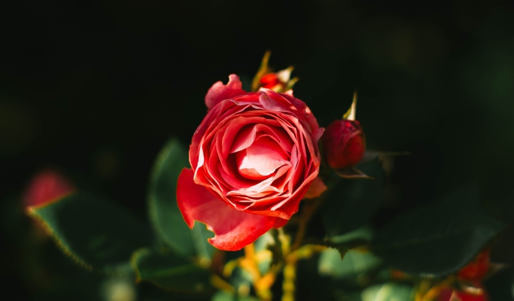 Нераспустившаяся красная роза с бутонами на клумбе