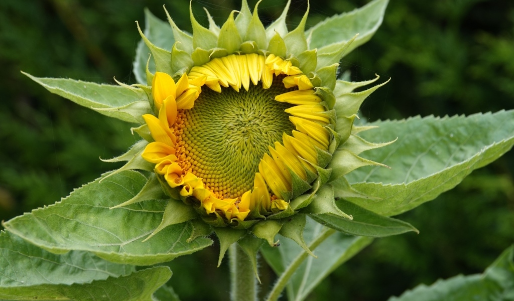 Нераспустившийся цветок подсолнуха крупным планом