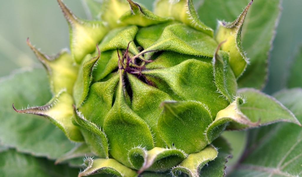 Нераспустившийся цветок подсолнуха крупным планом