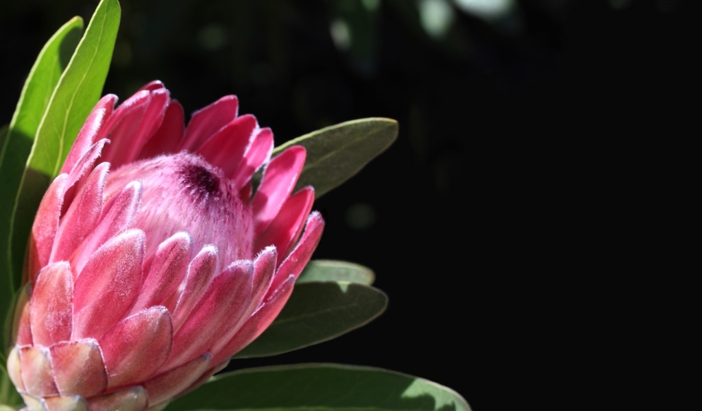 Необычный розовый цветок протея