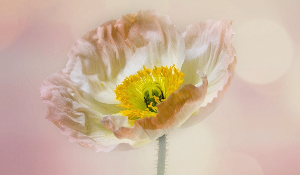 Необыкновенный цветок мака на розовом фоне