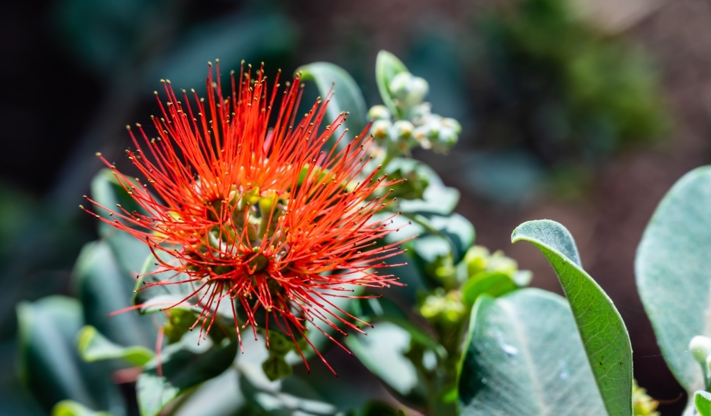 Необычный красный цветок эвкалипта крупным планом