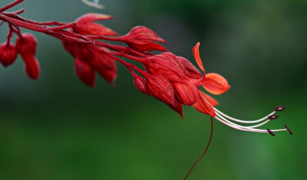 Необычный красный цветок на зеленом фоне