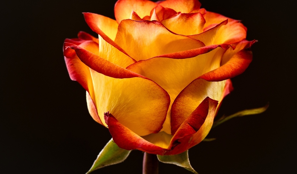 Необычная роза на черном фоне крупным планом