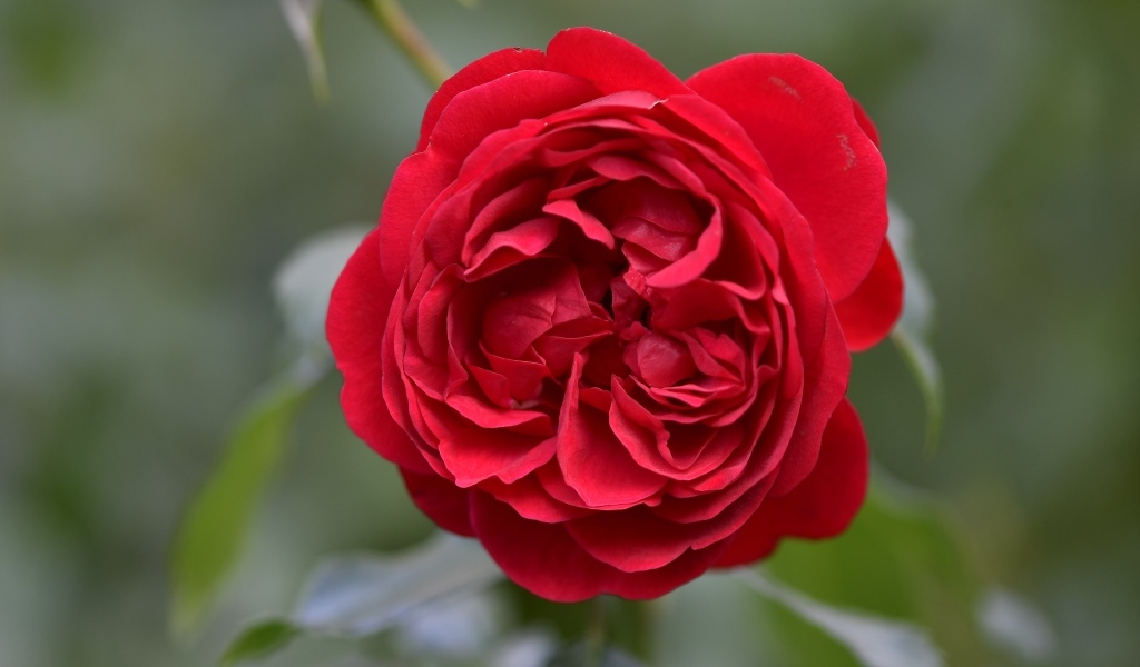 Вид на пышную красную розу