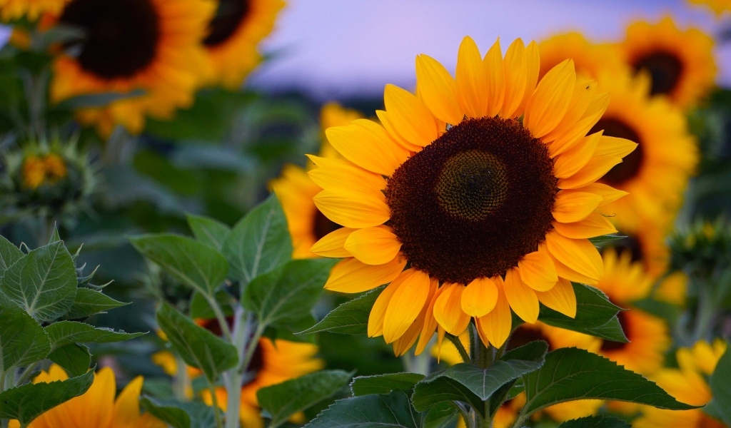 Теплые желтые подсолнухи на поле