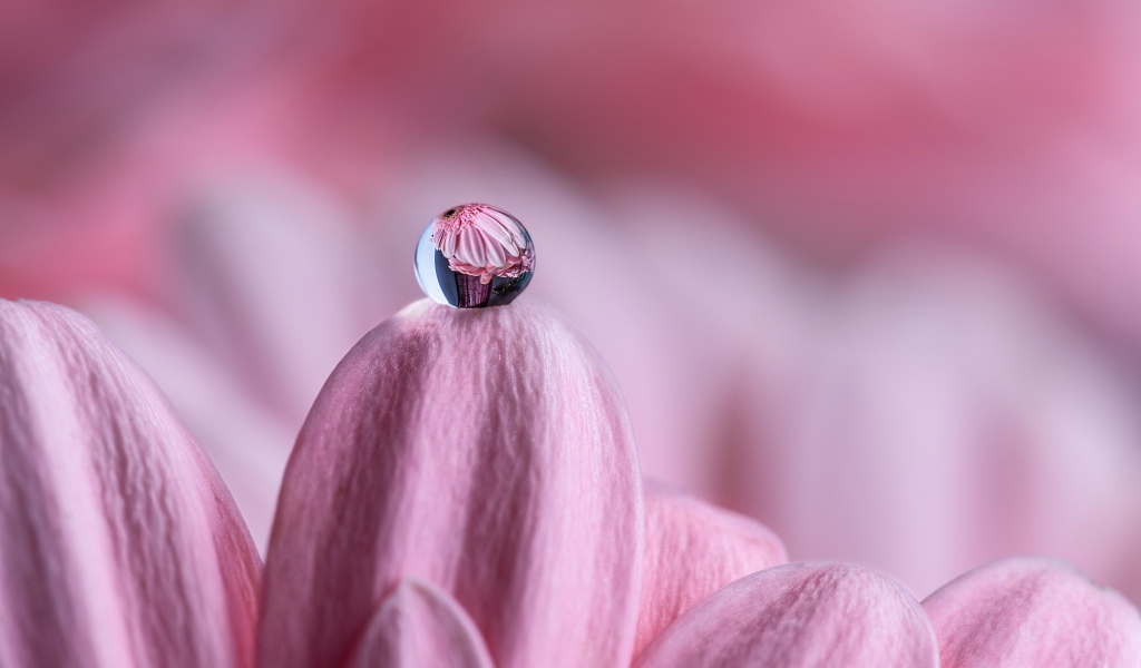 Капля воды на розовом лепестке