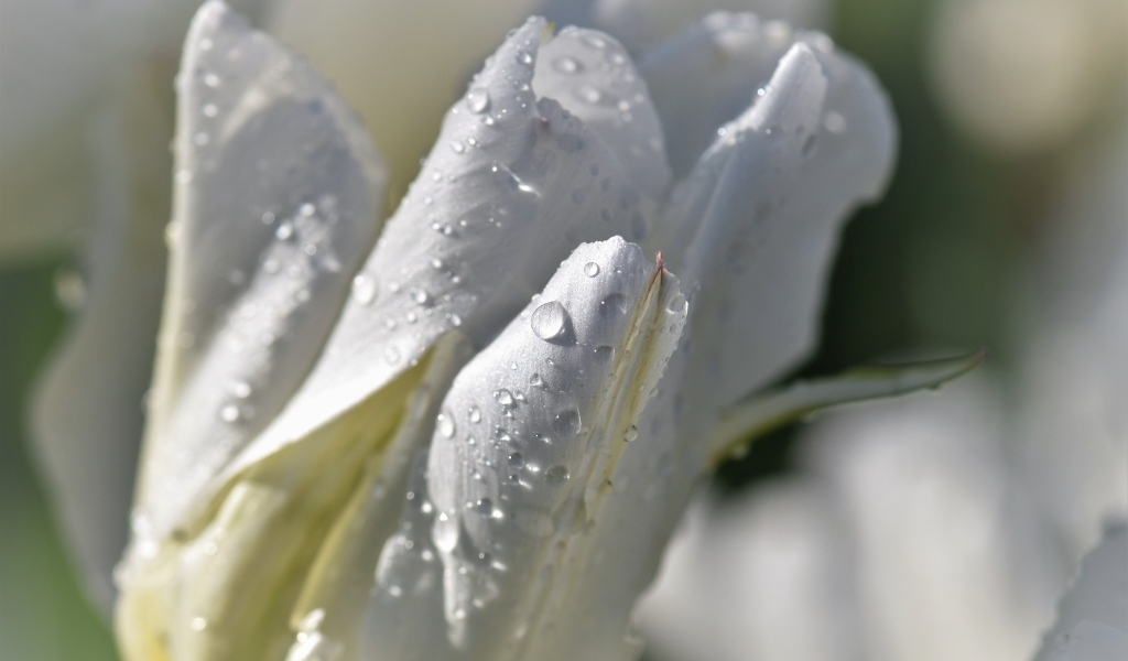 Капли воды на белых лепестках тюльпана