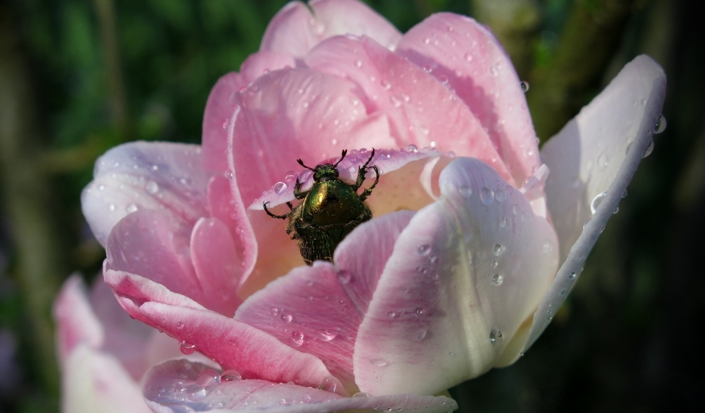 Мокрый розовый тюльпан с жуком крупным планом