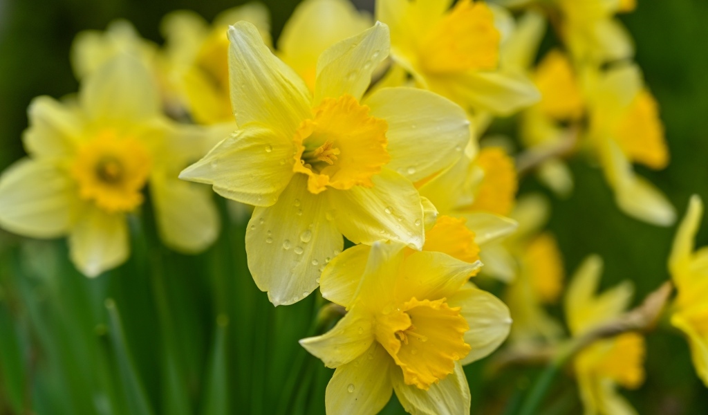 Мокрые желтые нарциссы на клумбе