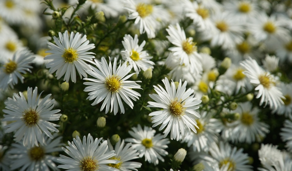 Белые цветы сентябринка крупным планом