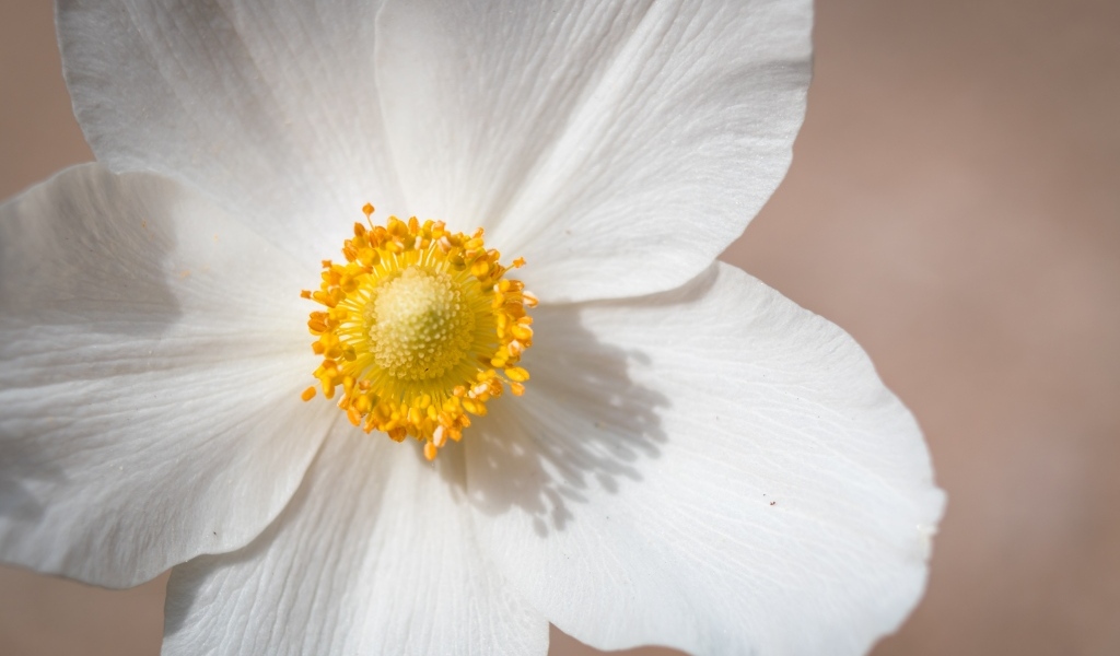 Белый цветок анемоны крупным планом