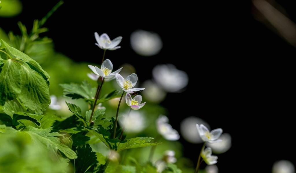 Белые цветы ветреница с зелеными листьями