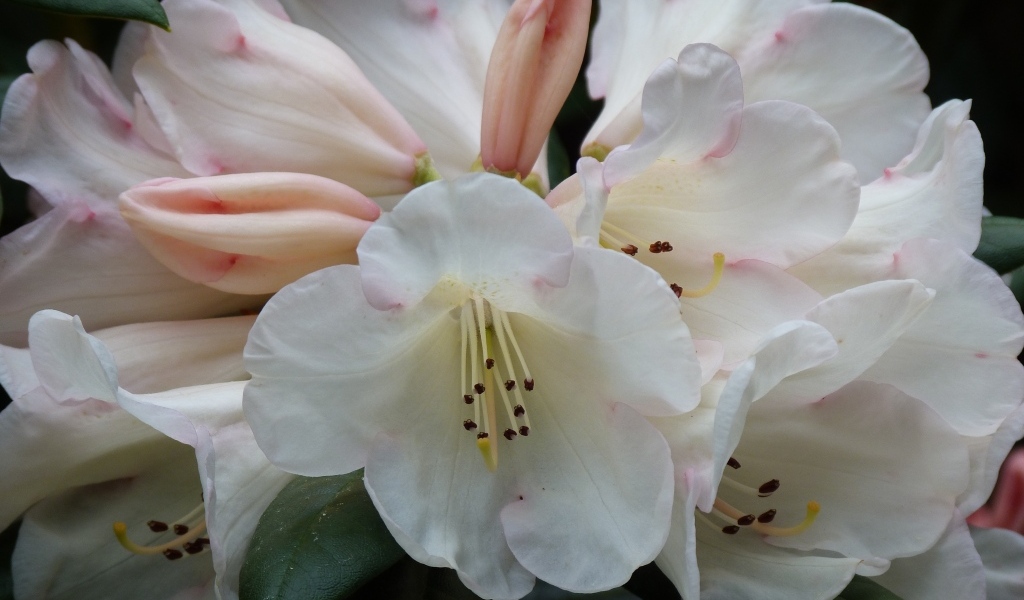 Белые цветы азалии крупным планом