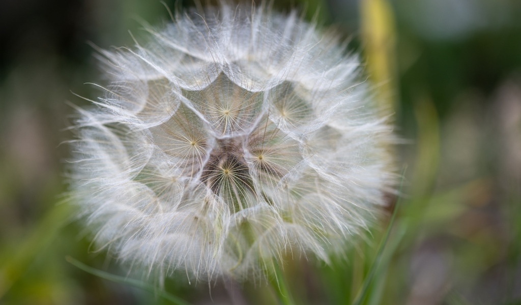 Белый красивый одуванчик крупным планом