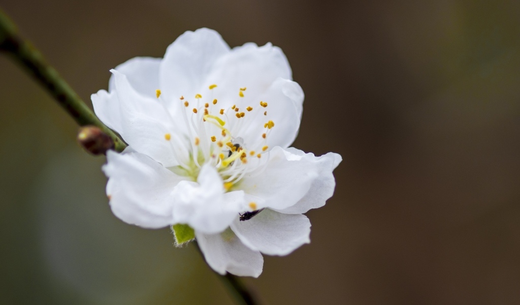 Белый красивый цветок на ветке дерева весной