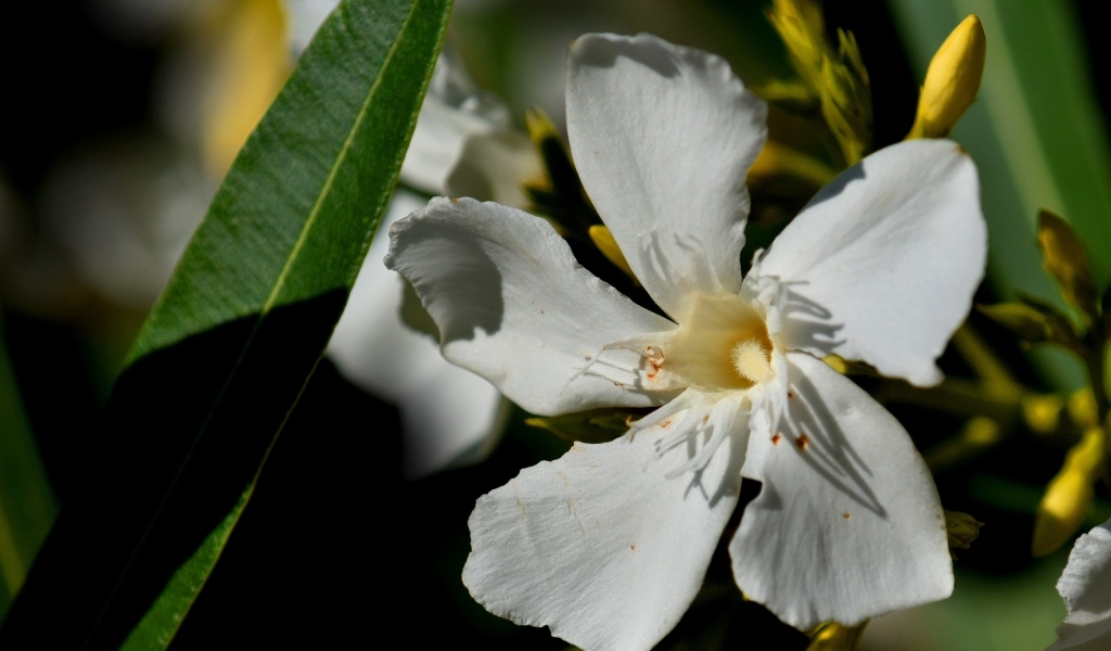 Белые красивые цветы олеандр
