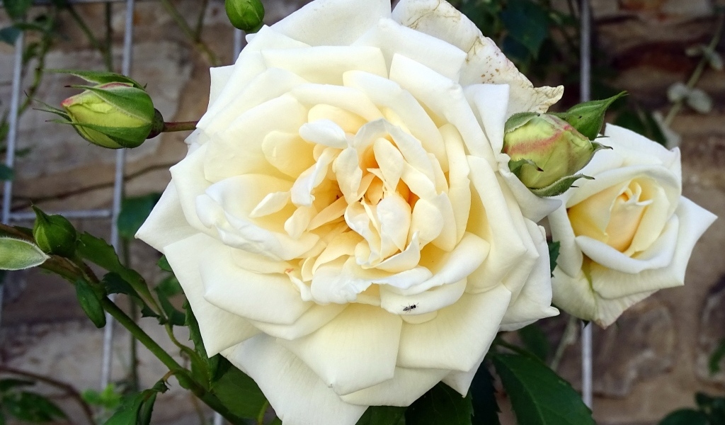 Белый красивый цветок розы с бутонами