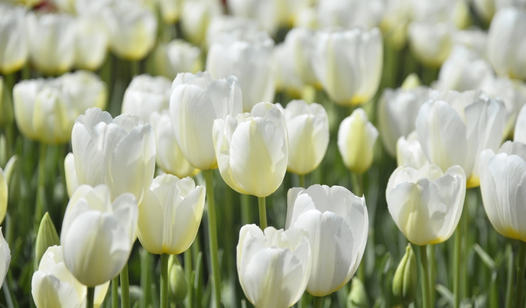 Белые красивые цветы тюльпана на клумбе