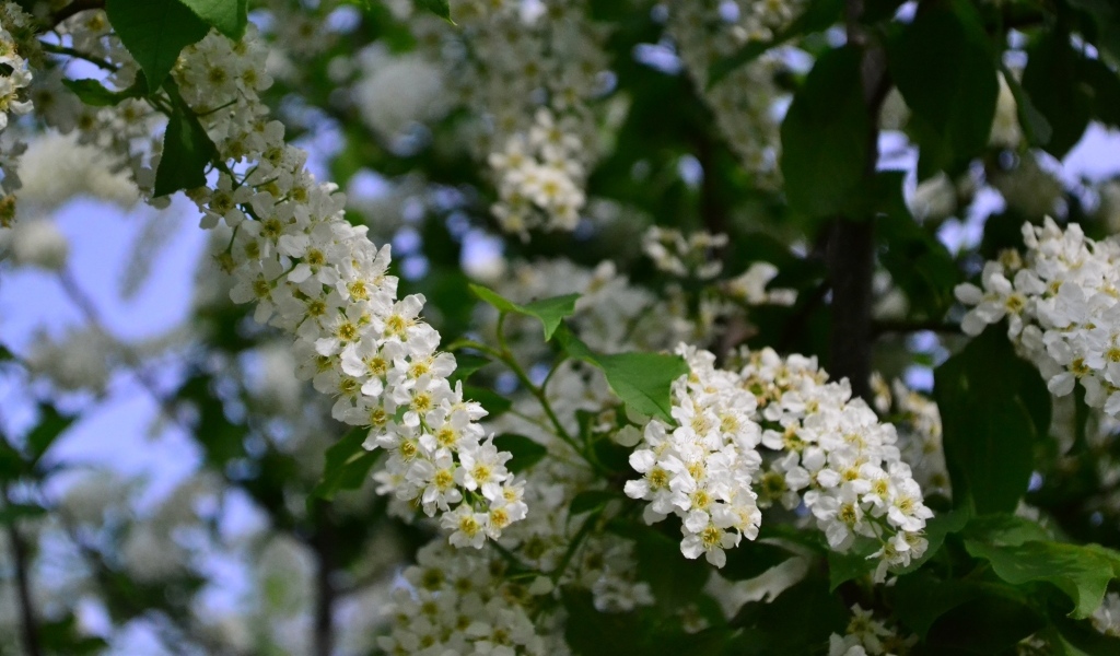 Белые цветы черемухи на ветках весной