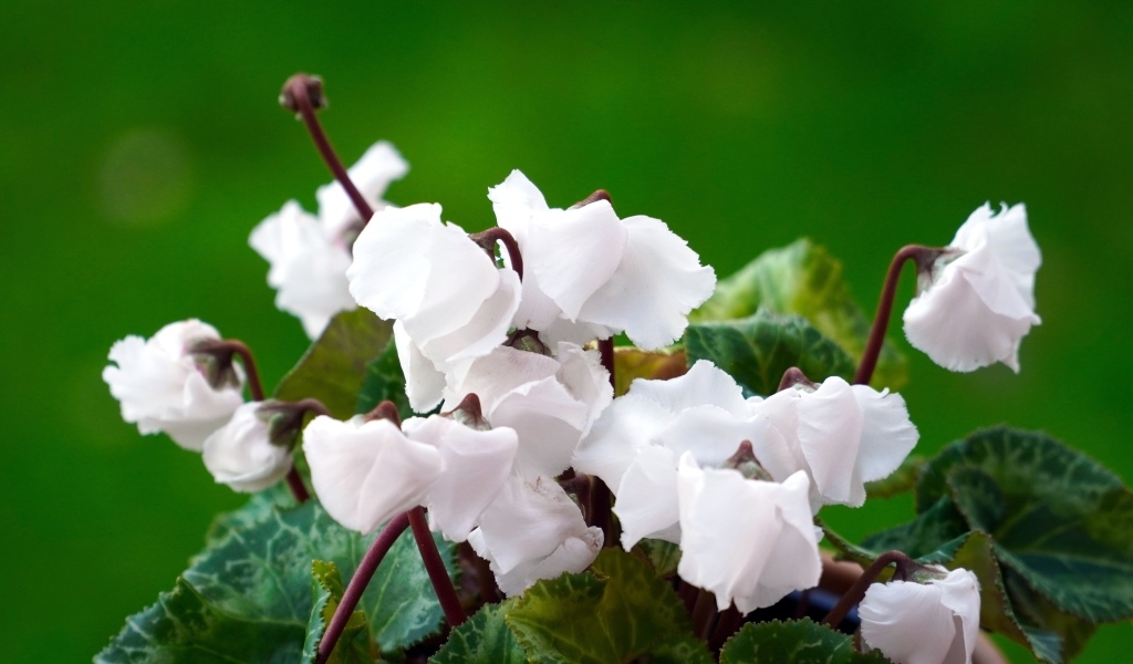 Белый цветущий комнатный цветок цикламен