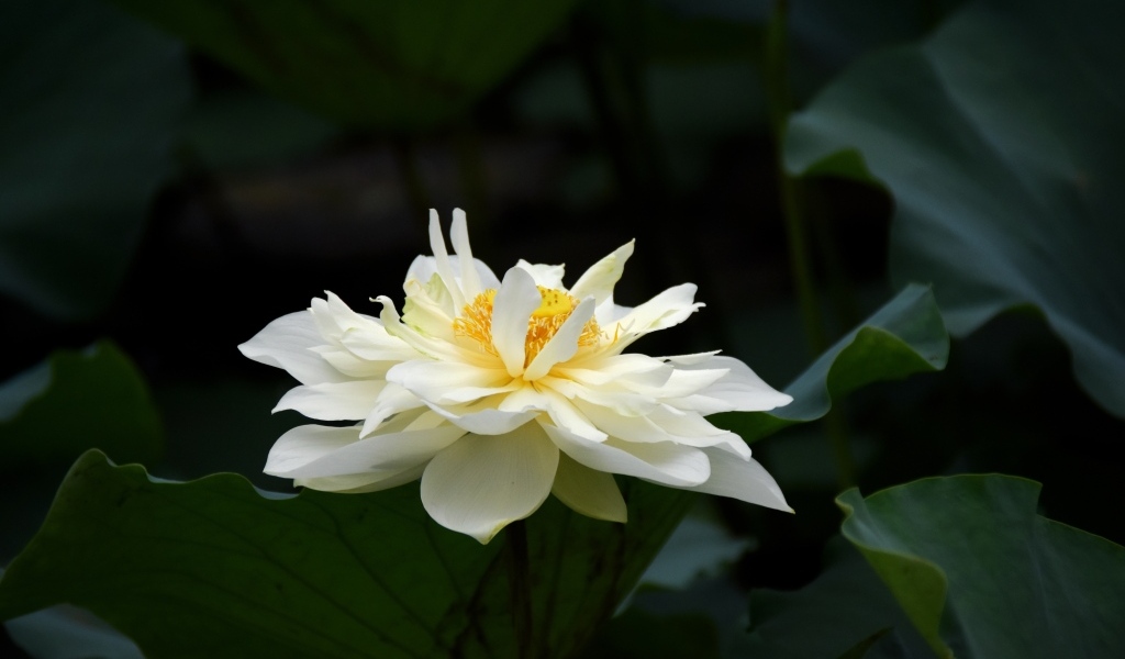 Белый распустившийся цветок лотоса с зелеными листьями