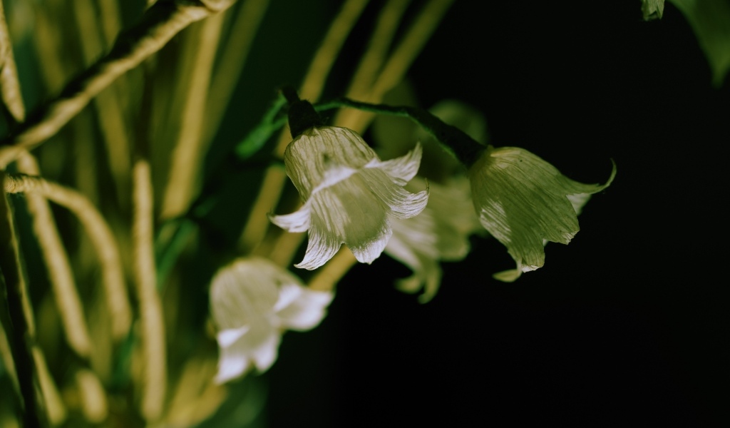 Белые цветы колокольчика крупным планом