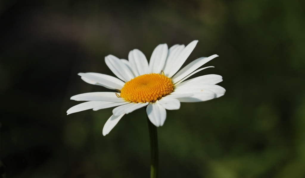 Белый цветок ромашки крупным планом