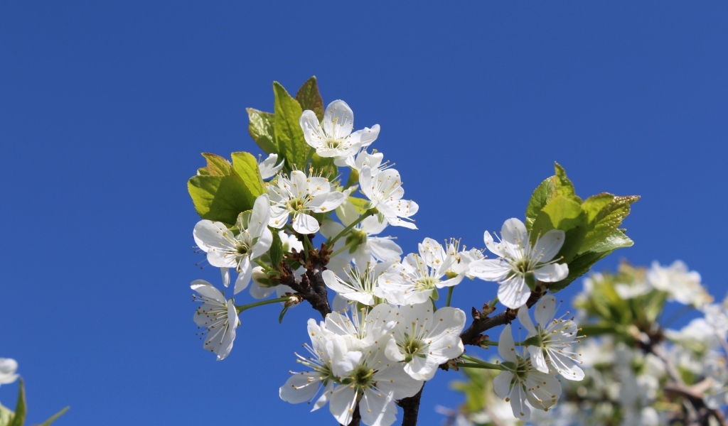 Белые цветы вишни на фоне голубого неба