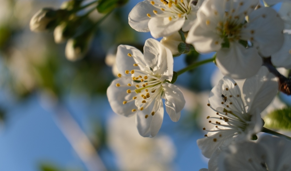 Белые цветы вишни распускаются на ветке весной