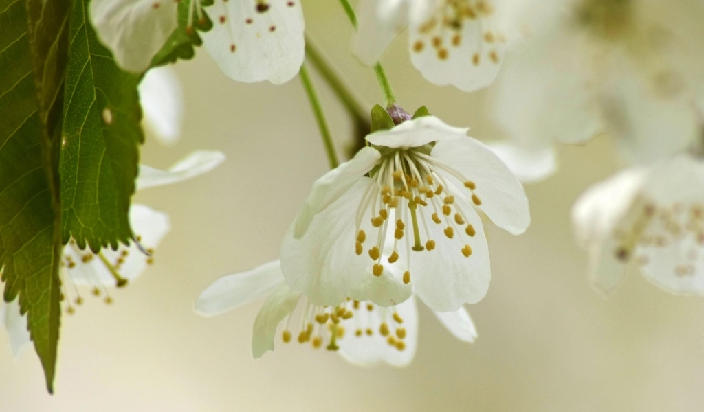 Белые цветы вишни крупным планом