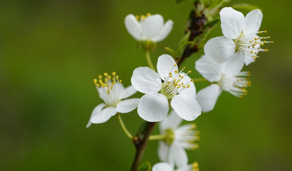 Белые цветы вишни на ветке на зеленом фоне
