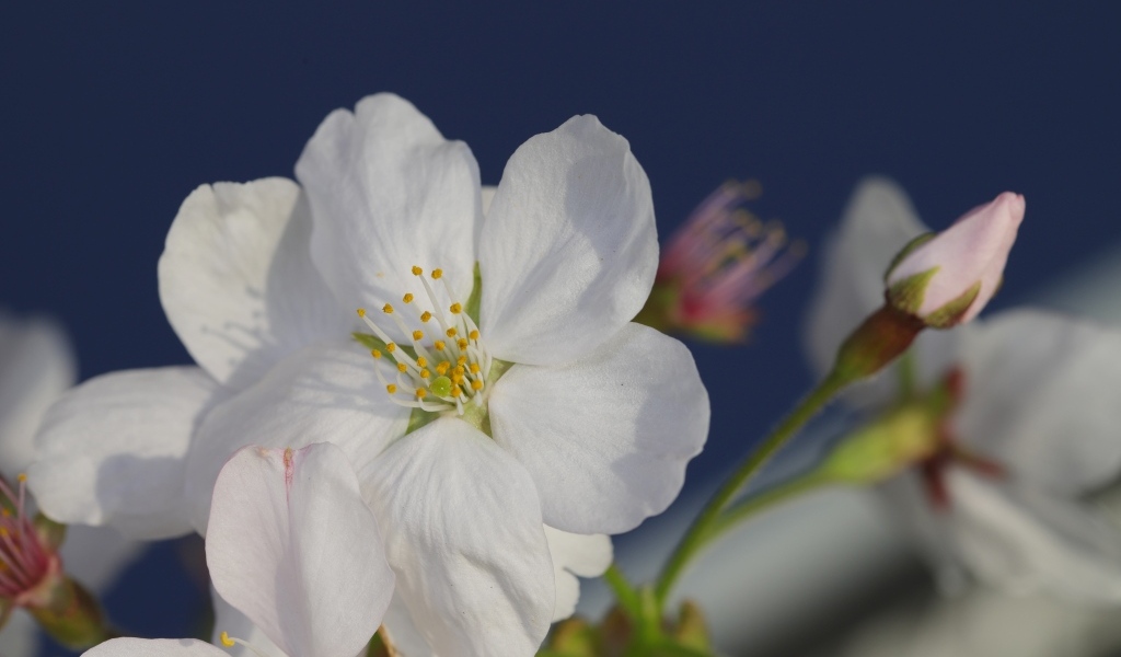 Белые цветы вишни с бутонами вблизи