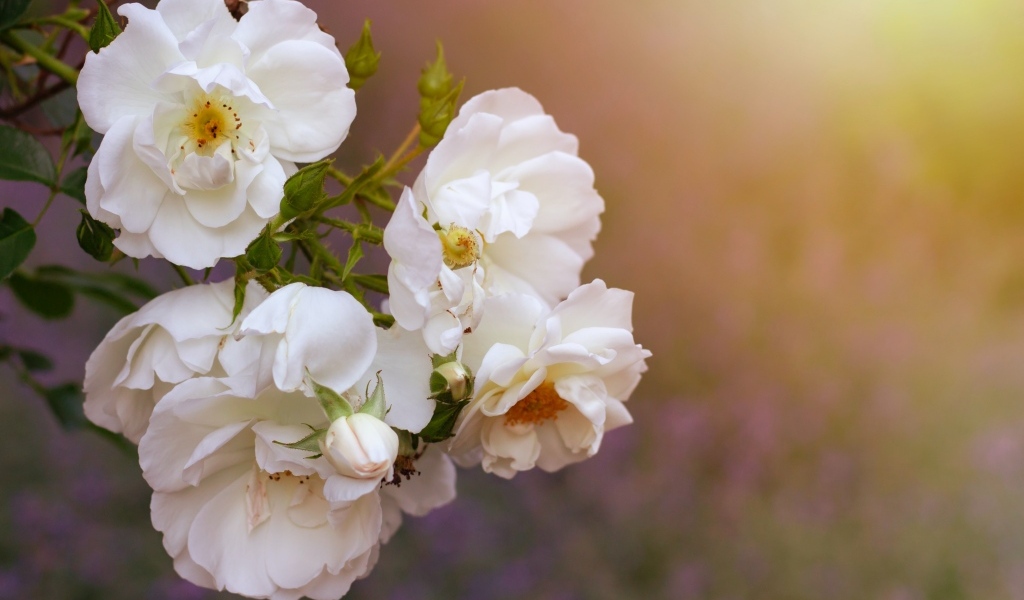 Белые цветы вьющейся розы