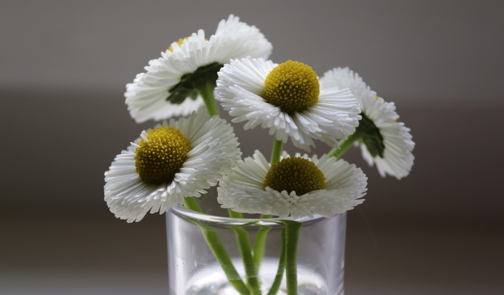 Белые маргаритки в стеклянной вазе