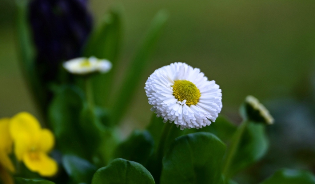 Белые маргаритки с зелеными листьями