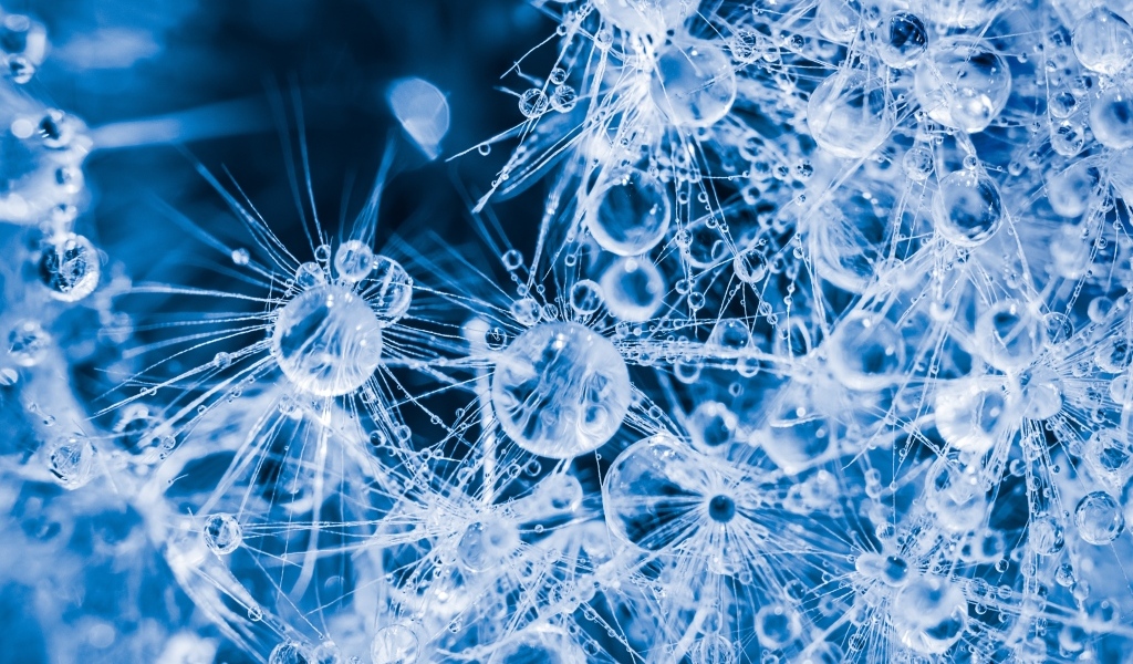 Покрытый каплями воды белый цветок одуванчика