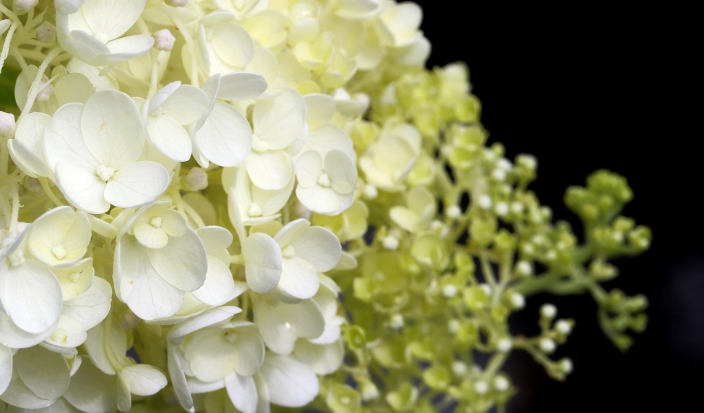 Белые нежные цветы гортензия крупным планом