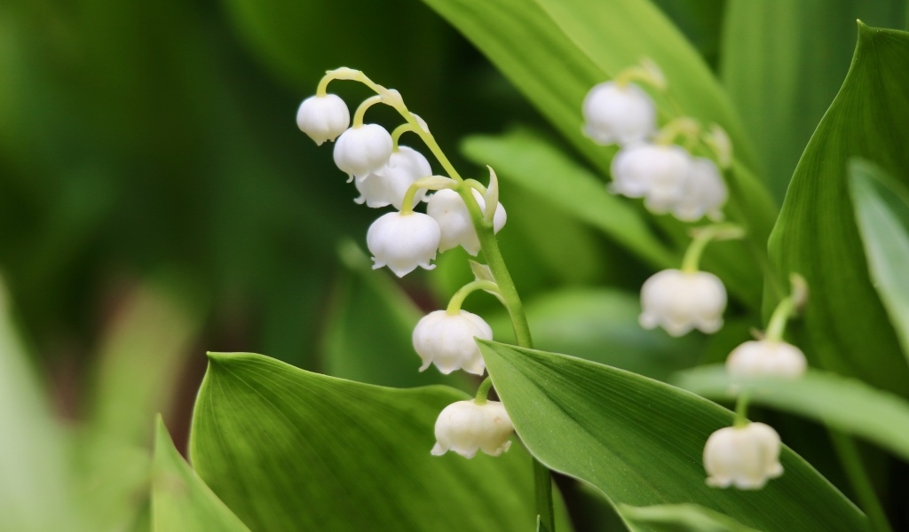 Белые нежные цветы ландыша с зелеными листьями
