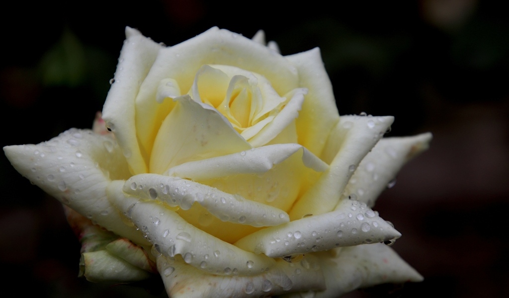 Белая нежная роза с росой на лепестках