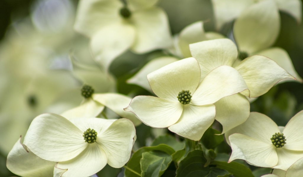 Белые цветы кизила крупным планом