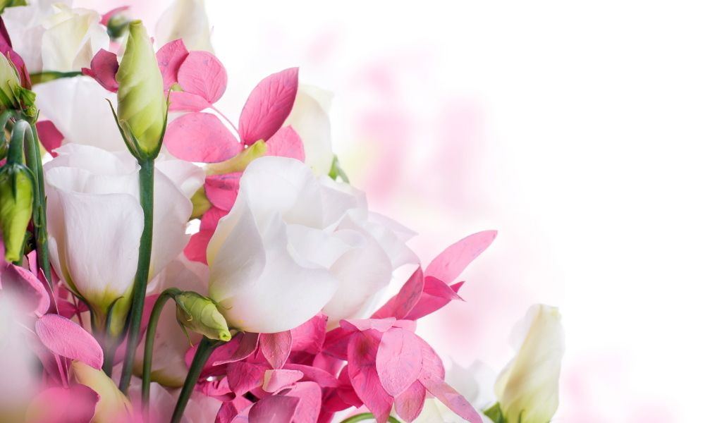 Белые цветы эустомы и розовые цветы