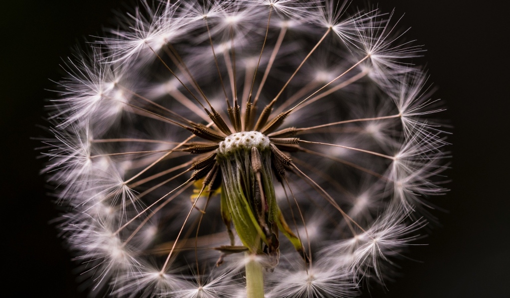 Белый отцветший одуванчик на черном фоне