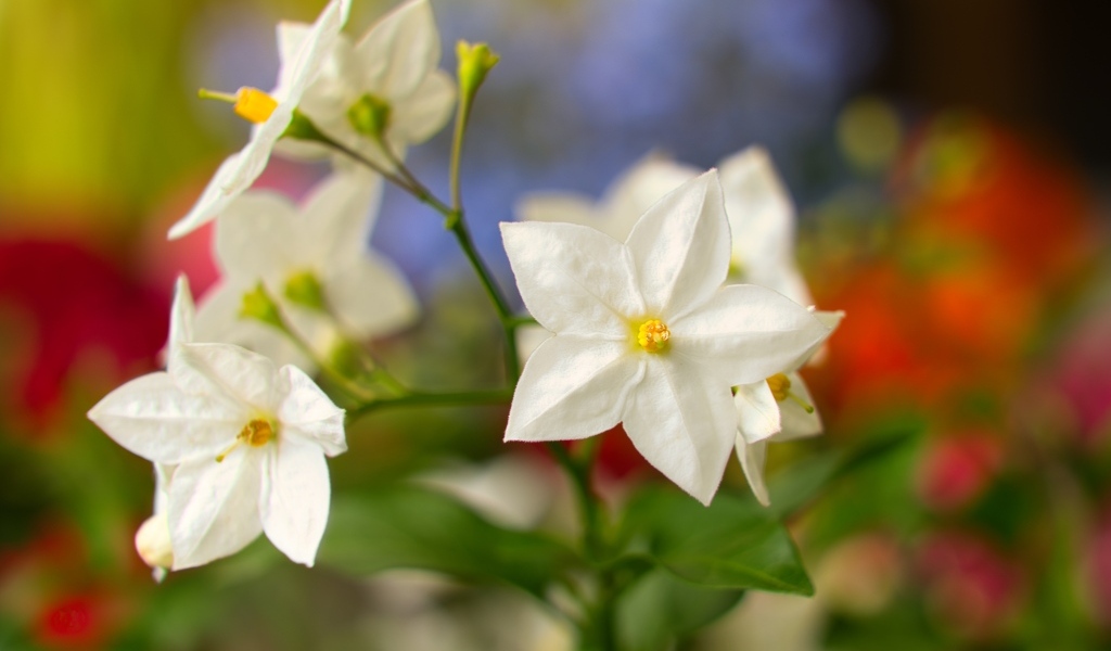 Белые цветы на клумбе летом